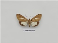 藏品(圓端擬燈蛾)的圖片